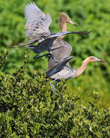Reddish Egret Attempting to Mate
