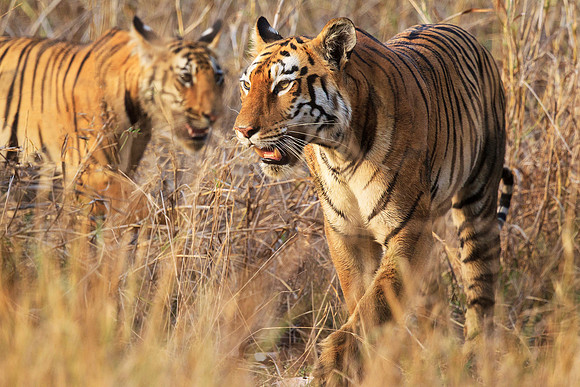 Tiger and Cub