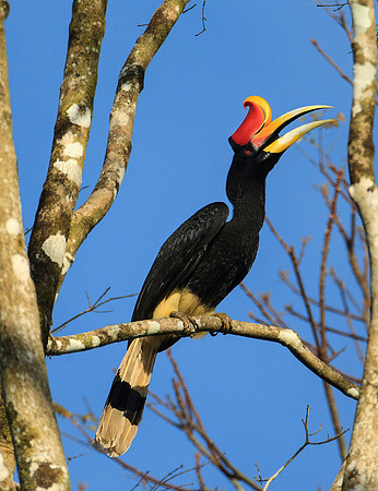 Male Rhinoceros Hornbill