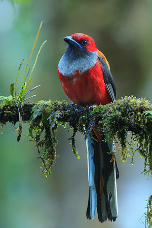 Male Whitehead's Trogon