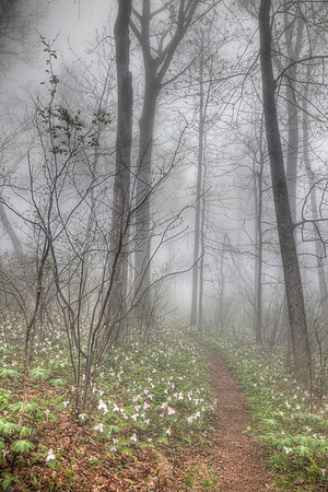 Appalachian Trail and Large Flowered Trillium