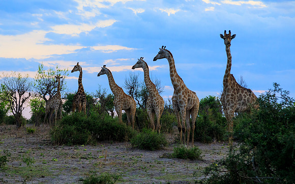 Six Pack of Long-Necks