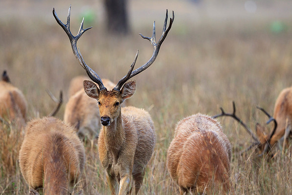 Barasingha Buck