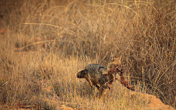 Golden Jackal