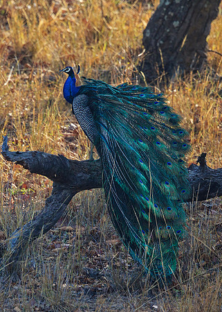 Indian Peacock