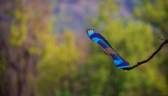 Indian Roller Flight