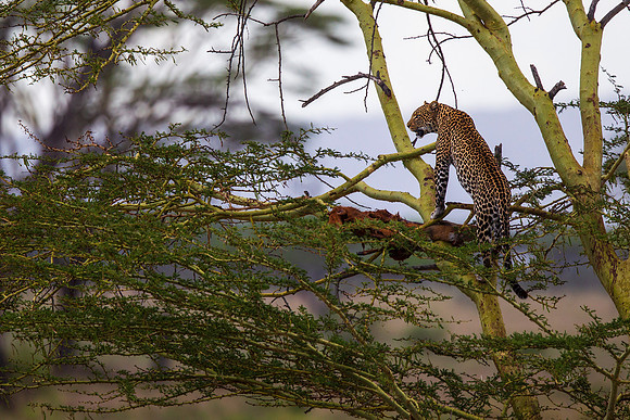 Leopard in Tree with Carcas