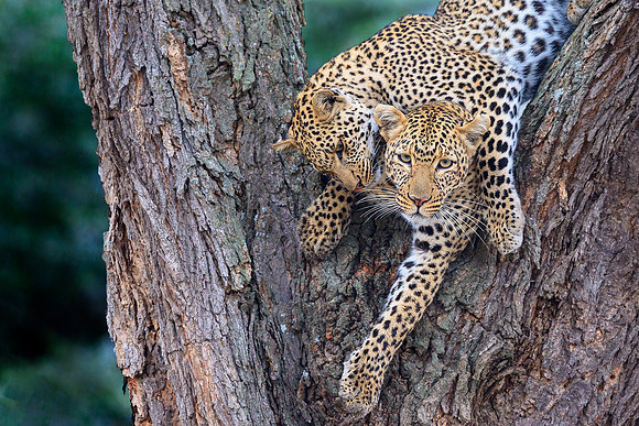 Mother Leopard and Daughter
