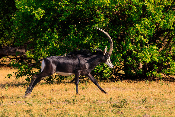 Sable Antelope Running