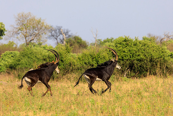 Sable Antelopes Running