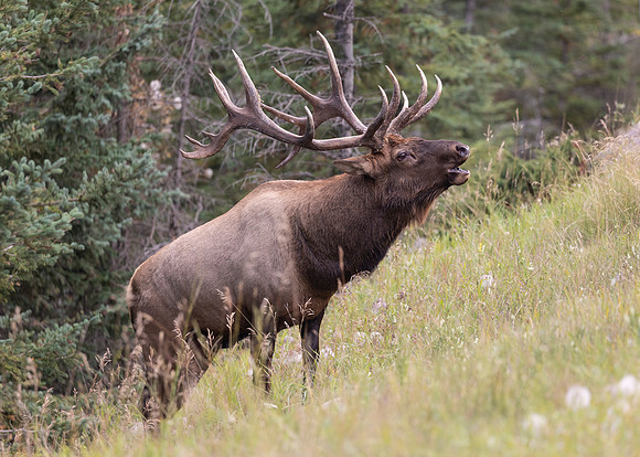 Elk Bugling