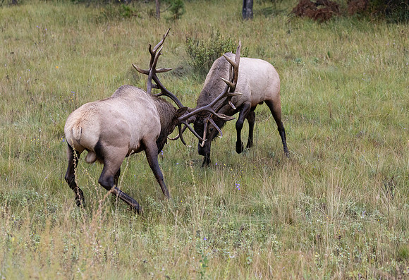 Elk Fighting