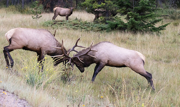 Dueling Elk