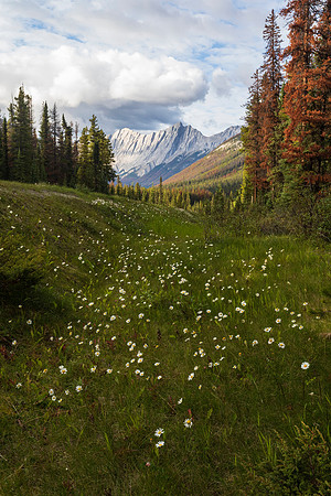 Daisies and the Colin Range