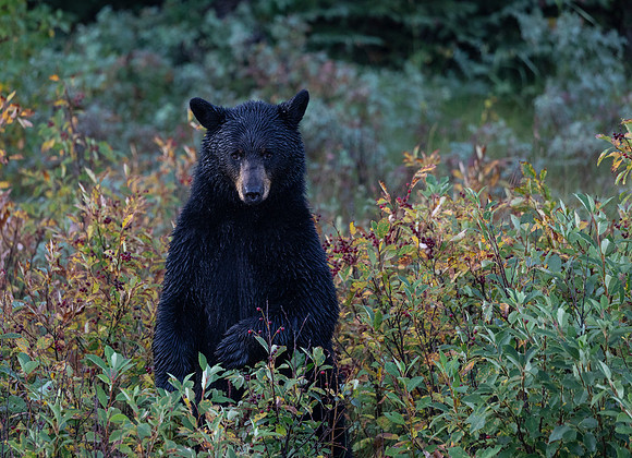 Black Bear and Berries