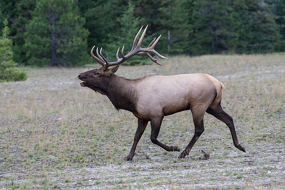 Elk Running