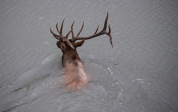 Elk Crossing River