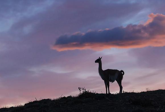 Guanaco in Chile