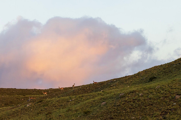 Guanacos in Chile