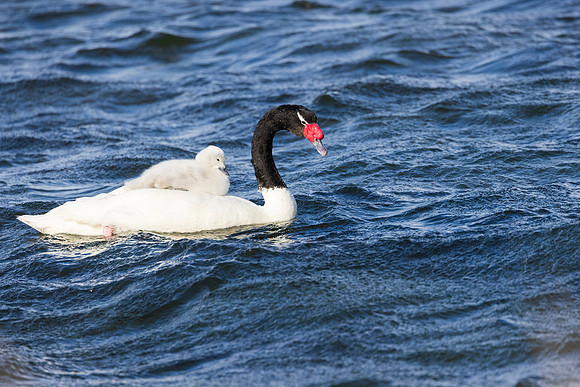 Black-necked Swan and Cygnet