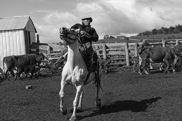 Gaucho