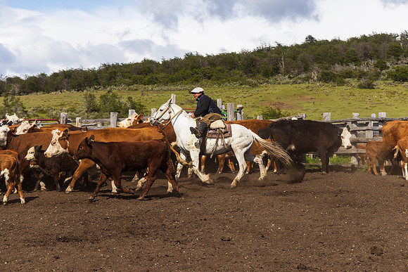Gaucho