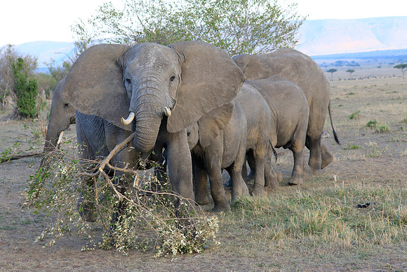 Cow Elephant Protecting Her Herd