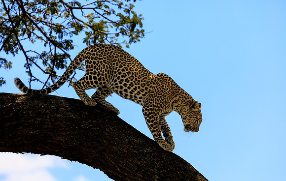 Leopard Descending