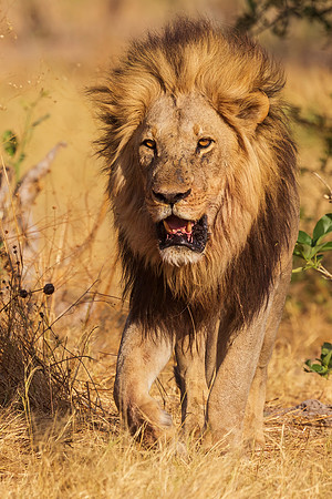 Lion Returning to Kill