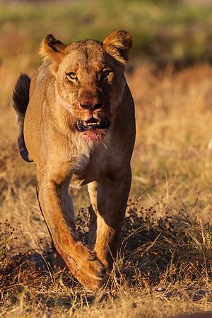 Lion Returning to Kill