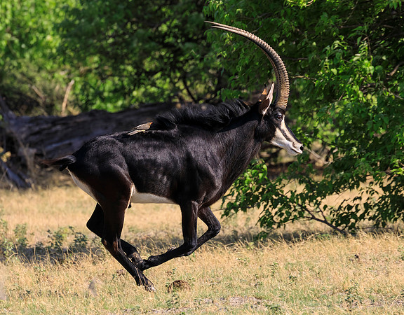 Sable Antelope Running