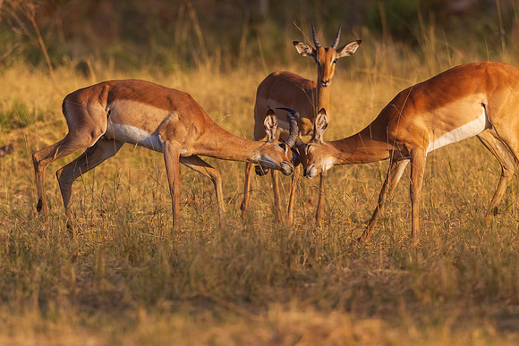 Impala Bucks Fighting